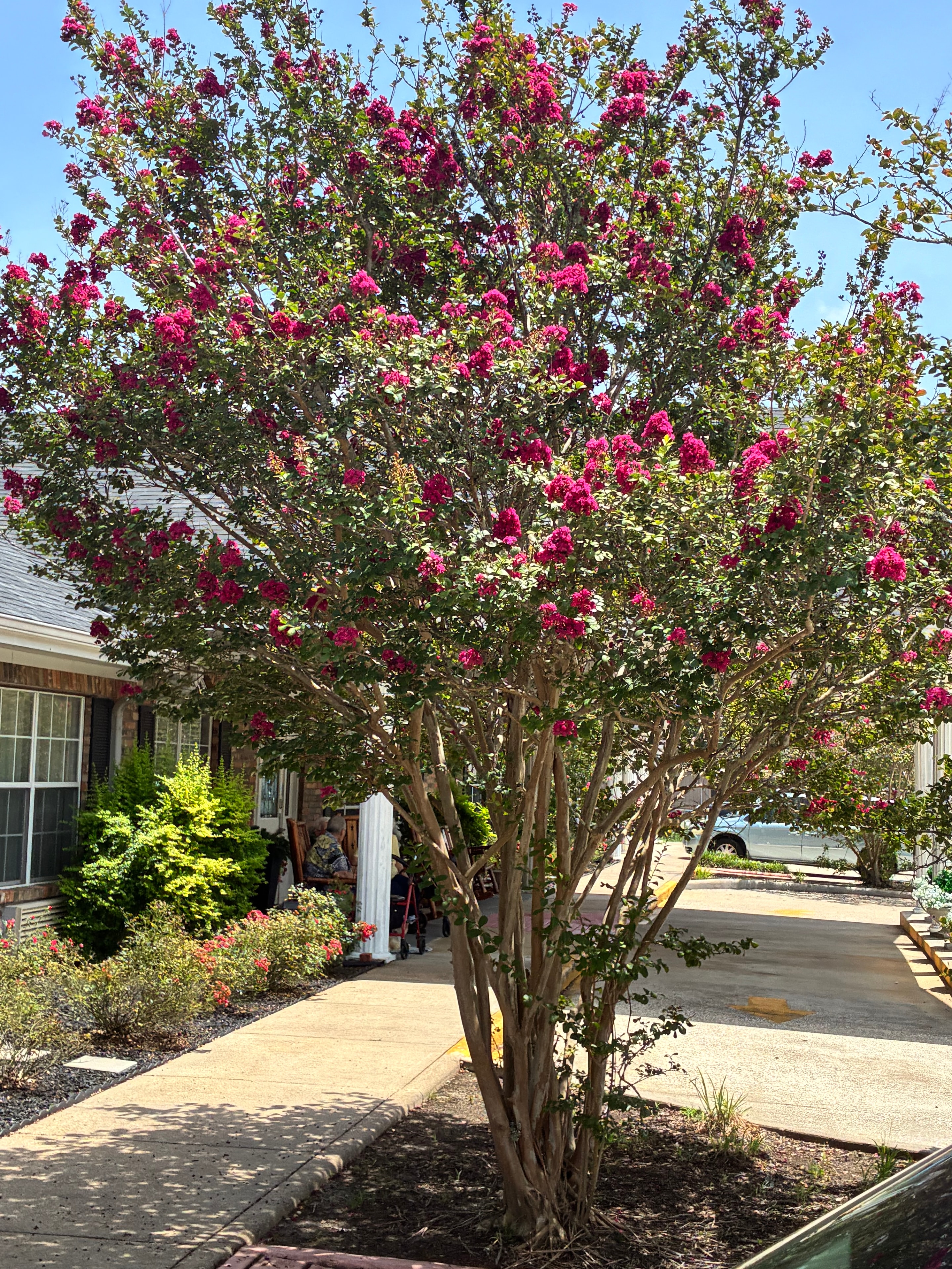 Crape myrtle tree in full bloom at The Meadows